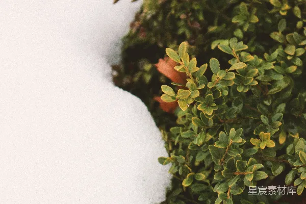 高清摄影 冬日的绿色植物与雪