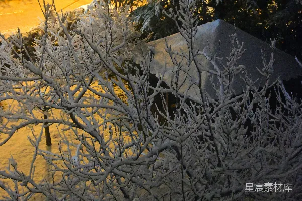 高清摄影 雪夜里的枝头与街道