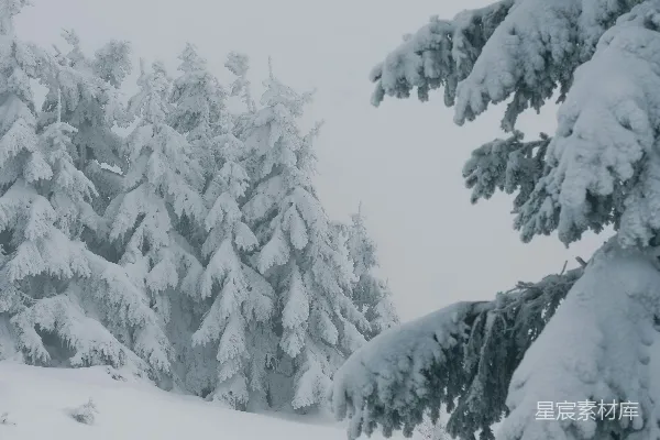高清摄影 雪后的松树林