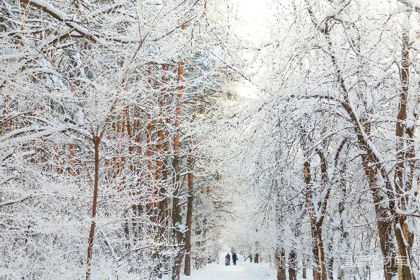 高清摄影 冬日雪景中的森林小径