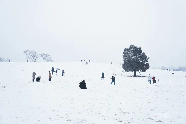高清摄影 雪地里的静谧时光