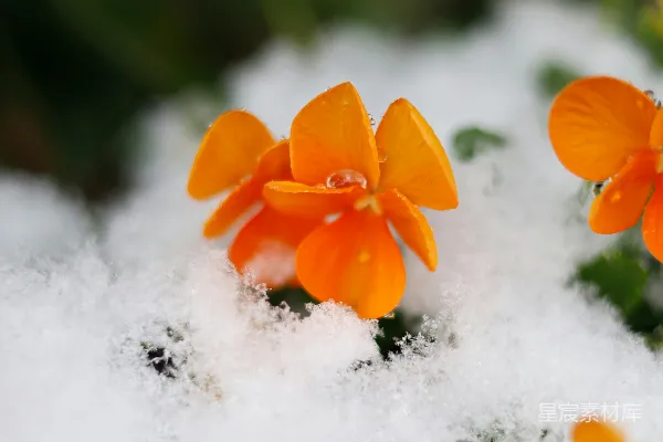 高清摄影 雪地中的橙色花朵