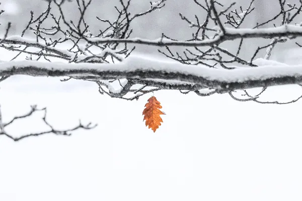 高清摄影 雪中独立的秋叶