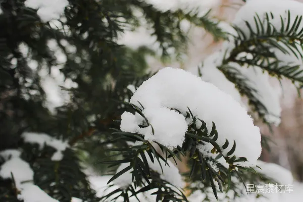 高清摄影 冬日松枝上的雪