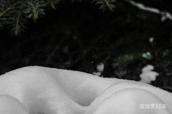 高清摄影 雪中松枝
