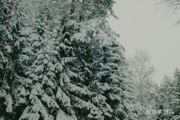 高清摄影 冬日雪景中的松树林