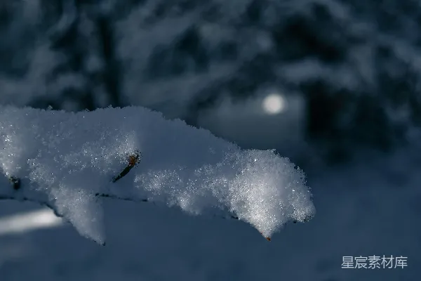 高清摄影 冬日雪枝