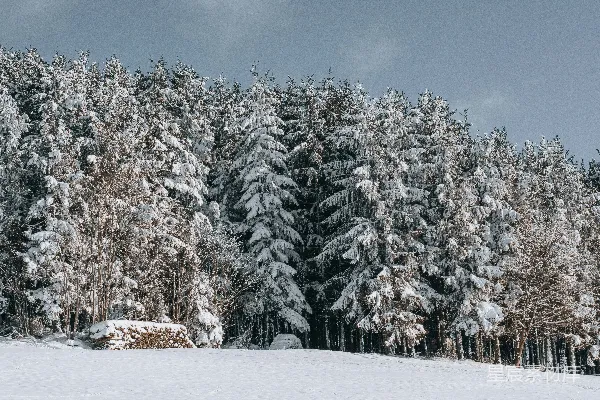 高清摄影 冬日雪景中的松树林