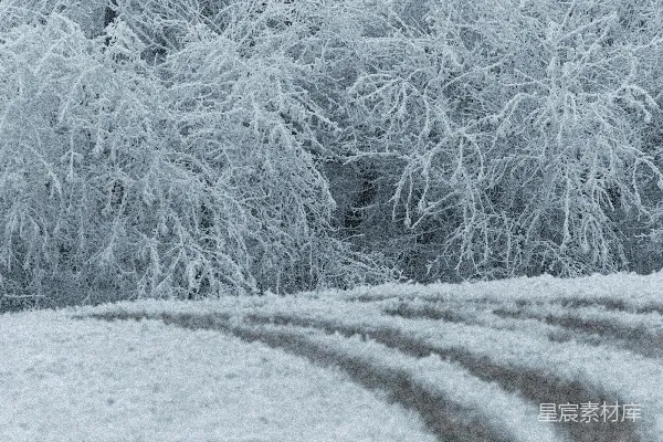 高清摄影 冬日雪景中的森林