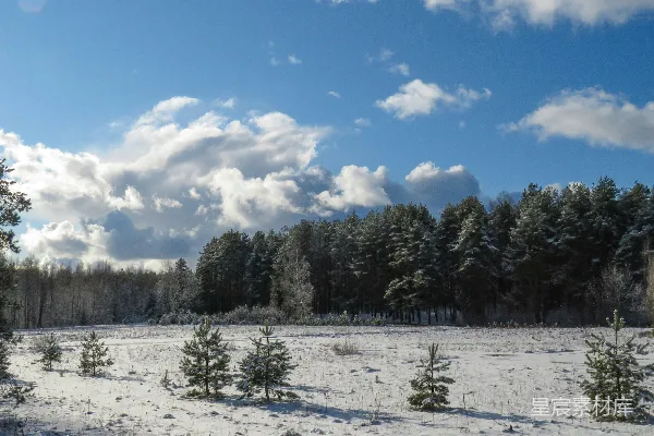高清摄影 冬日雪景中的松树