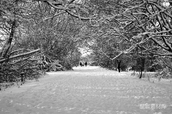 高清摄影 冬日雪景中的森林小径