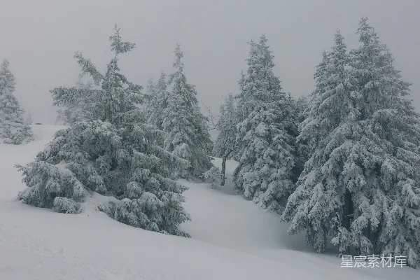 高清摄影 雪中的松树