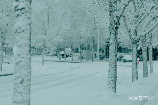高清摄影 冬日雪景中的树木