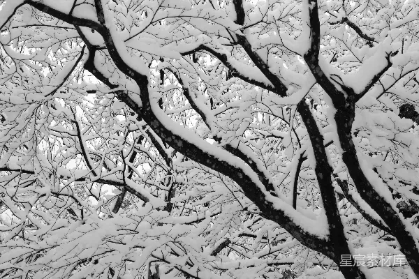 高清摄影 冬日雪景下的树