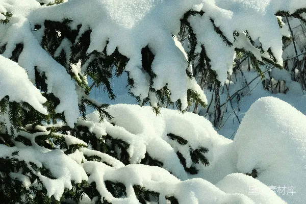 高清摄影 冬日松枝上的雪景