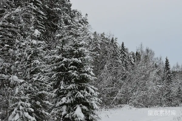 高清摄影 冬日雪景中的松树林