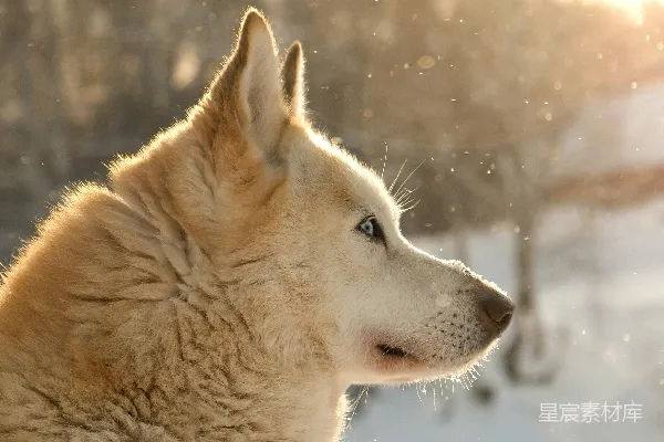 高清摄影 雪地里的哈士奇