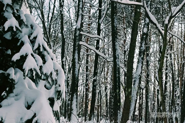 高清摄影 冬日雪林