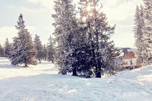 高清摄影 冬日雪景中的松树与小屋