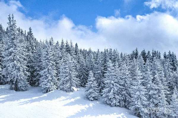 高清摄影 雪后的松树林