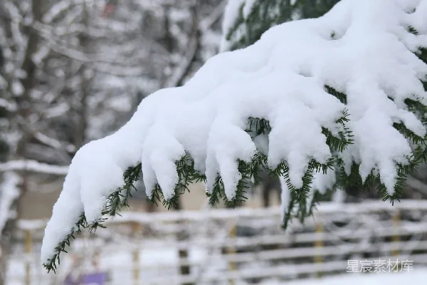 高清摄影 冬日雪景中的松树枝
