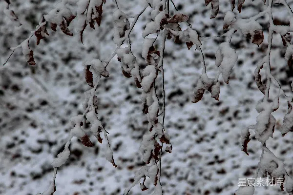 高清摄影 冬日雪景中的枯枝
