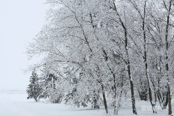 高清摄影 冬日雪景下的冰挂树