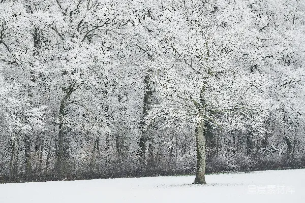 高清摄影 冬日雪景中的孤树
