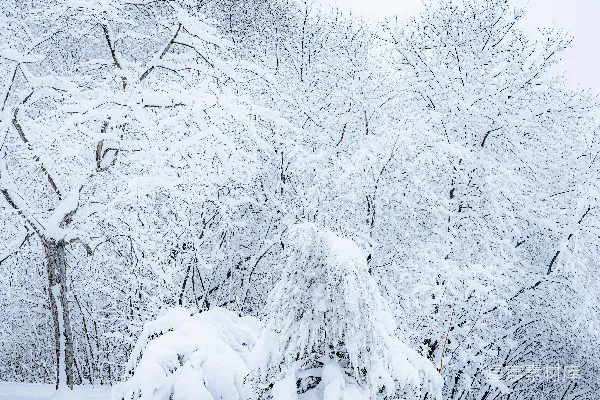 高清摄影 雪后的宁静森林