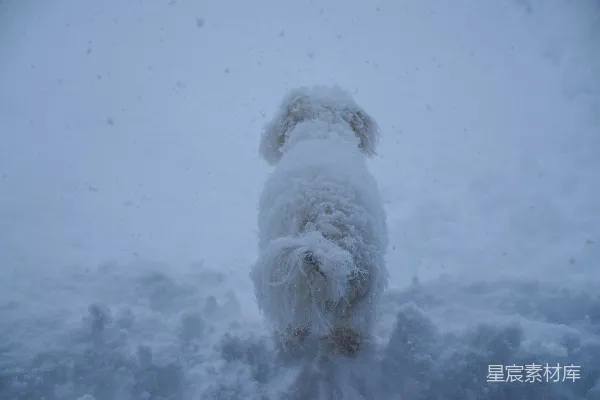 高清摄影 雪中的毛茸茸小动物