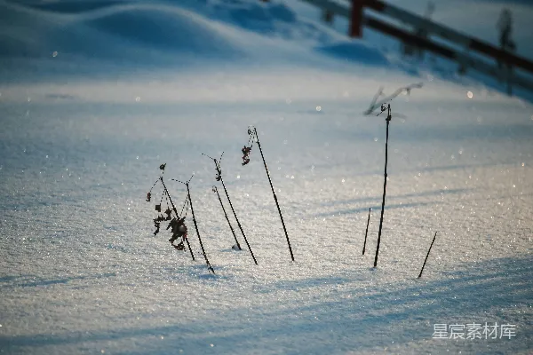 高清摄影 冬日阳光下的雪地植物