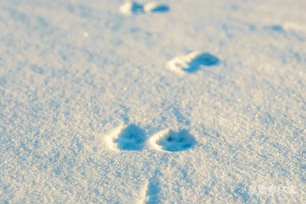 高清摄影 雪地上的足迹