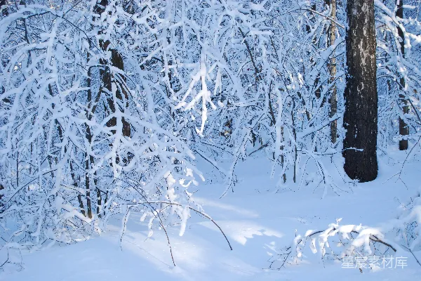 高清摄影 冬日雪林静谧之美