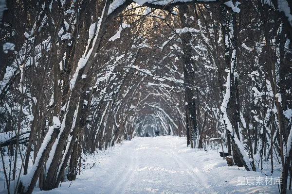 高清摄影 冬日雪林小径
