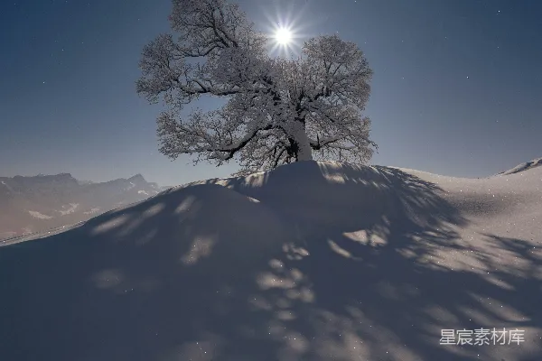 高清摄影 雪地中的孤独树