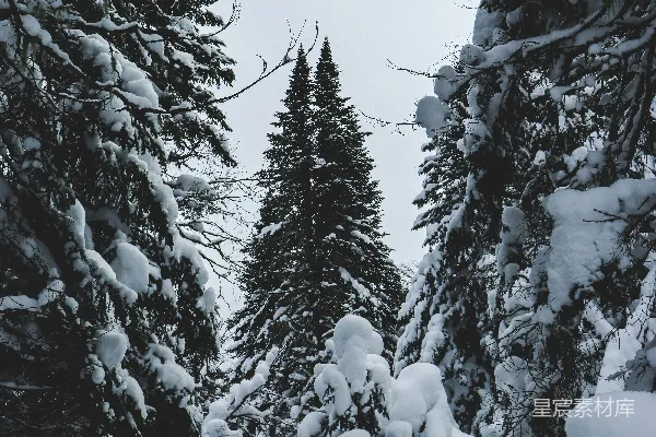 高清摄影 冬日雪林