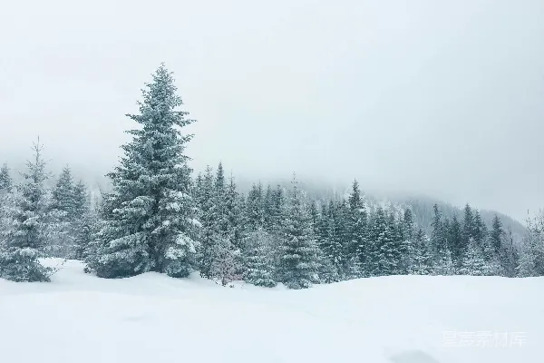 高清摄影 冬日雪景中的松树