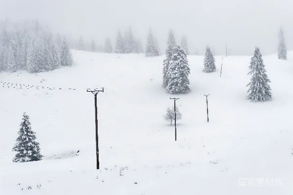 高清摄影 冬日雪景中的松树与电线杆