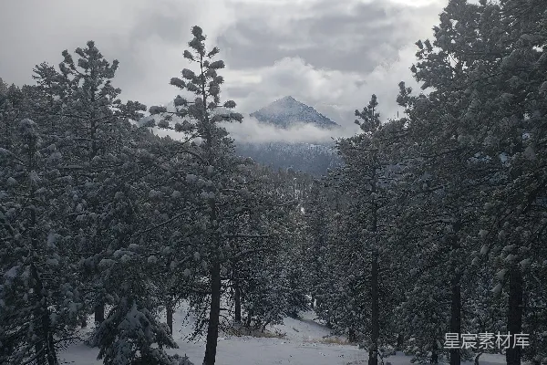高清摄影 雪后松林的宁静之美