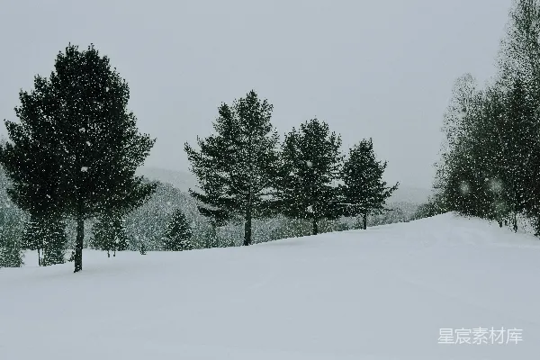 高清摄影 冬日雪景中的静谧森林