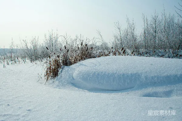 高清摄影 冬日雪地中的自然景观