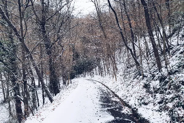 高清摄影 雪后的森林小径