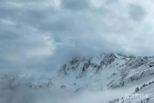 高清摄影 冬日雪景中的松树