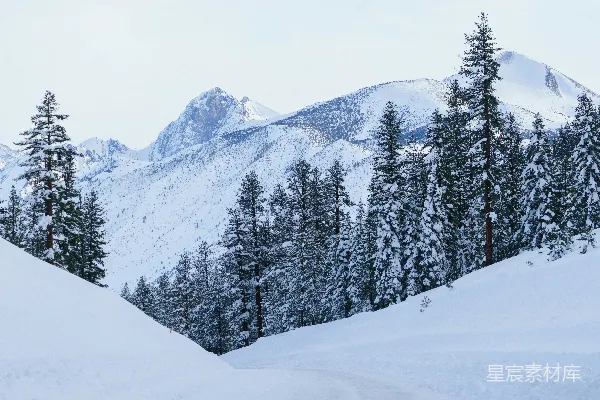 高清摄影 雪景中的松树林