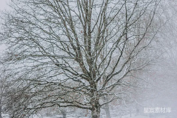 高清摄影 冬日雪景中的孤树