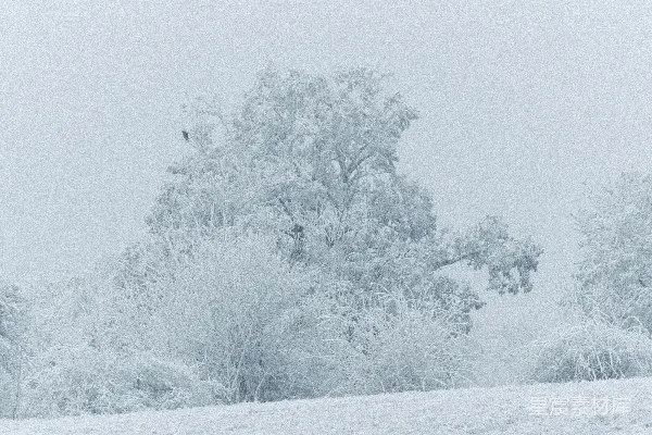 高清摄影 冬日雪景中的树