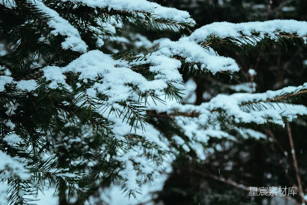 高清摄影 冬日松枝上的雪景