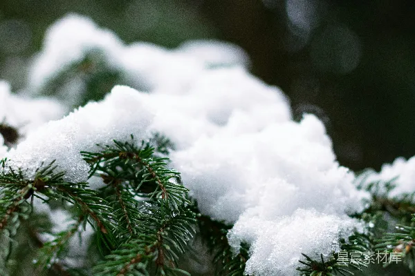 高清摄影 冬日松枝上的雪