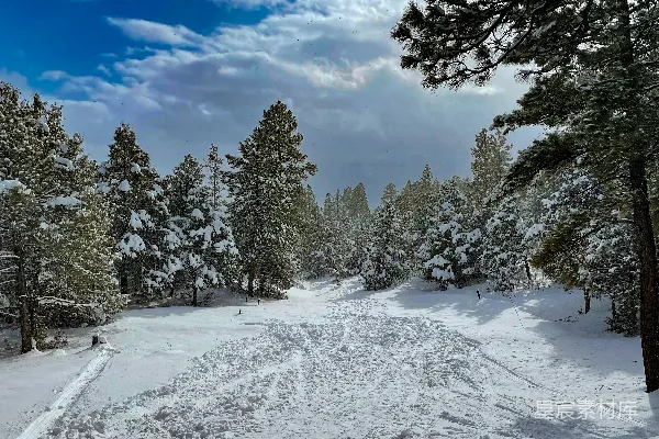 高清摄影 冬日松林雪景