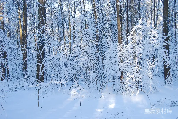 高清摄影 雪覆林间静谧冬景